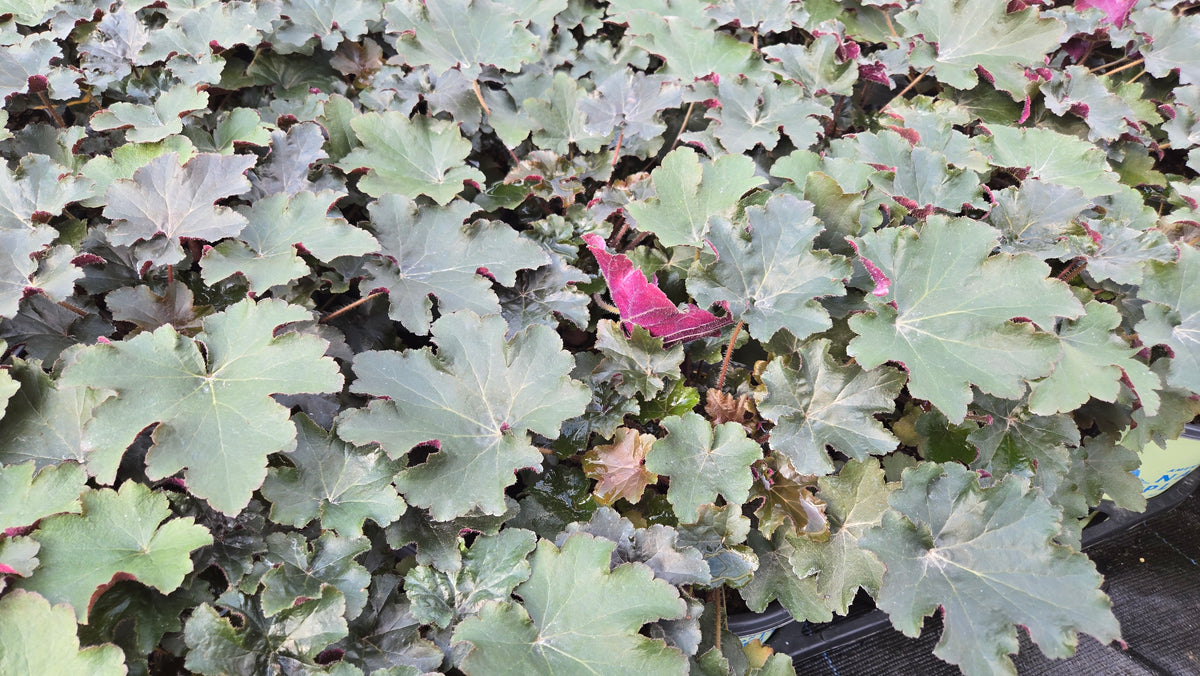 Bronze Wave Coral Bells (Heuchera villosa 'Bronze Wave')
