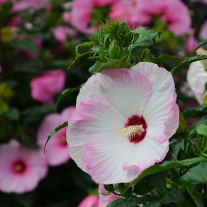 Summerific® Ballet Slippers Hardy Hibiscus (Hibiscus summerific 'Ballet Slippers')