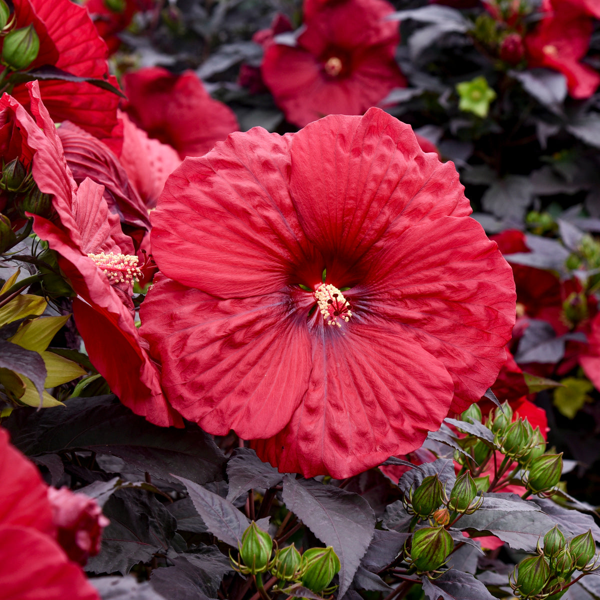 Summerific® Holy Grail Hardy Hibiscus - photo 2