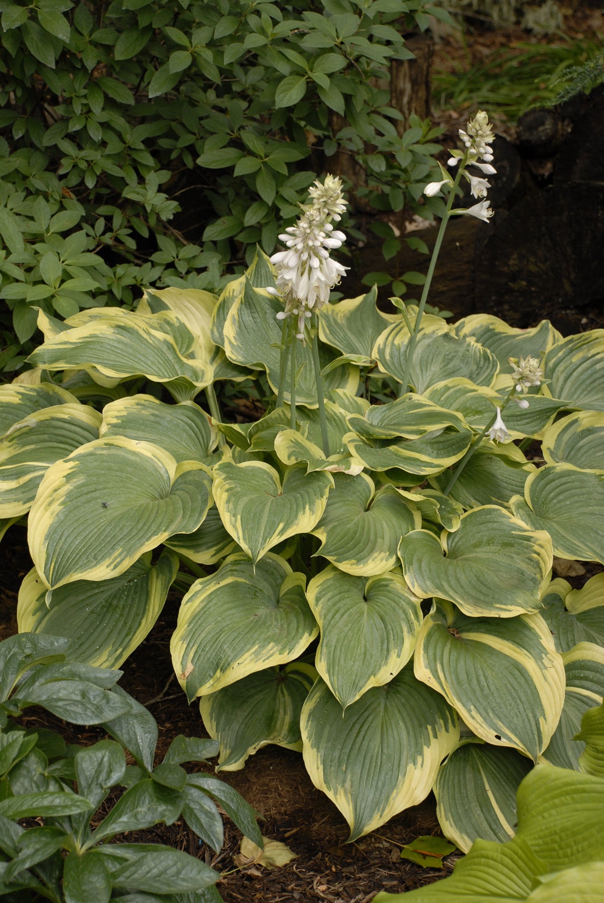 Earth Angel Hosta (Hosta 'Earth Angel')