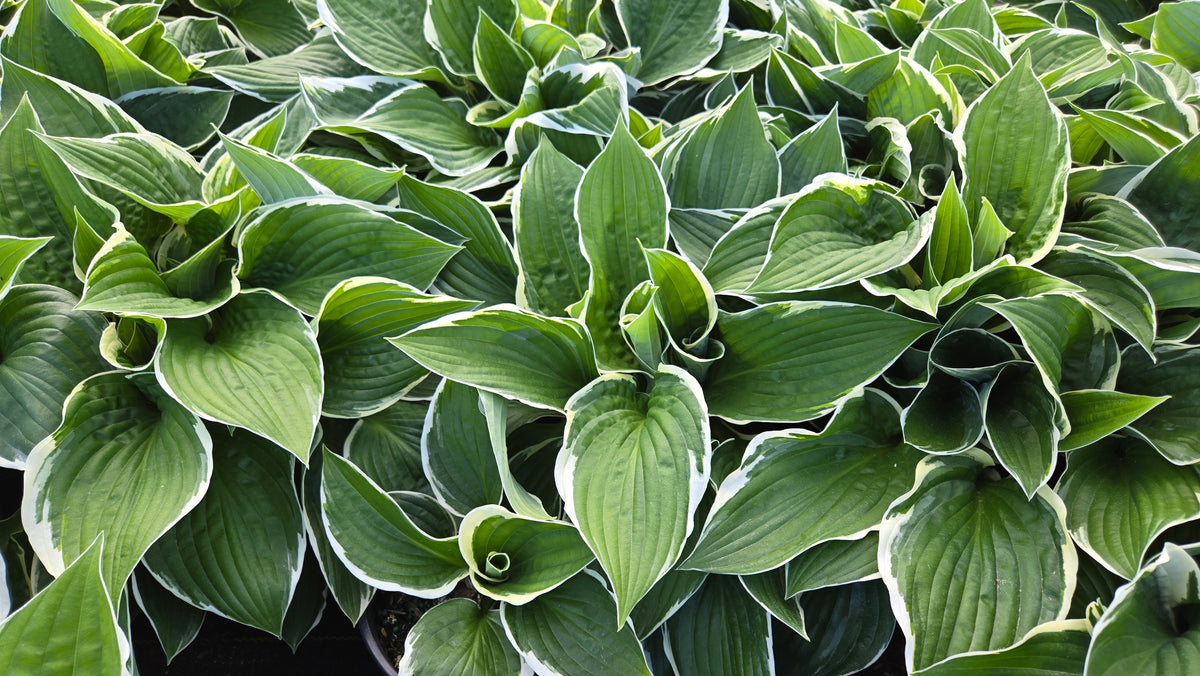Francee Hosta (Hosta 'Francee')