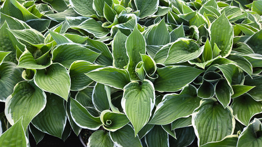 Francee Hosta (Hosta 'Francee')