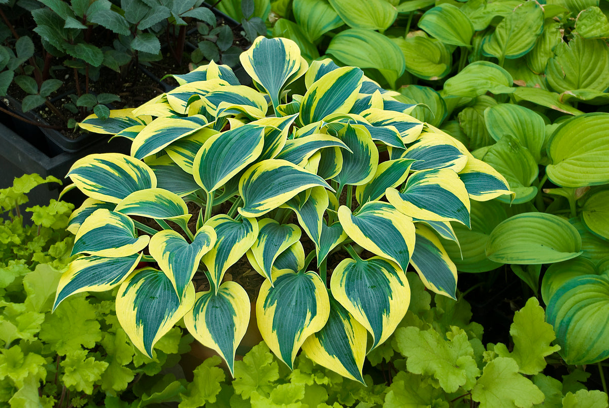 Shadowland® Autumn Frost Hosta (Hosta shadowland 'Autumn Frost')