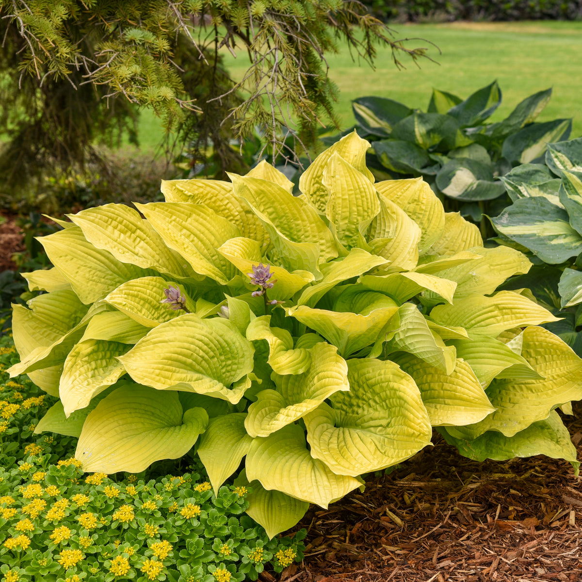 Shadowland® Coast To Coast Hosta (Hosta shadowland 'Coast To Coast')