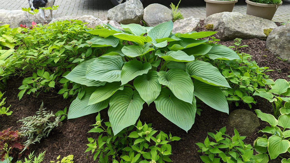 Shadowland® Empress Wu Hosta (Hosta shadowland 'Empress Wu')