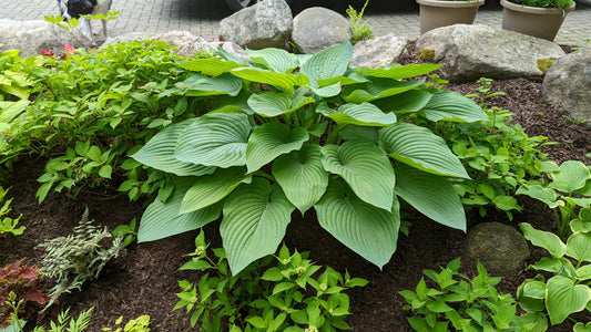 Shadowland® Empress Wu Hosta (Hosta shadowland 'Empress Wu')