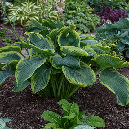 Shadowland® Wu-La-La | Hosta