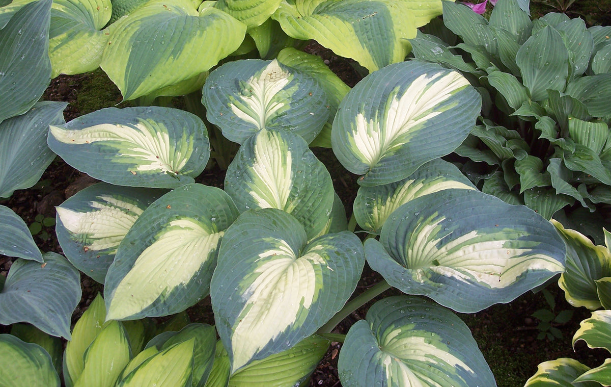 Shadowland® Hudson Bay Hosta (Hosta shadowland 'Hudson Bay')