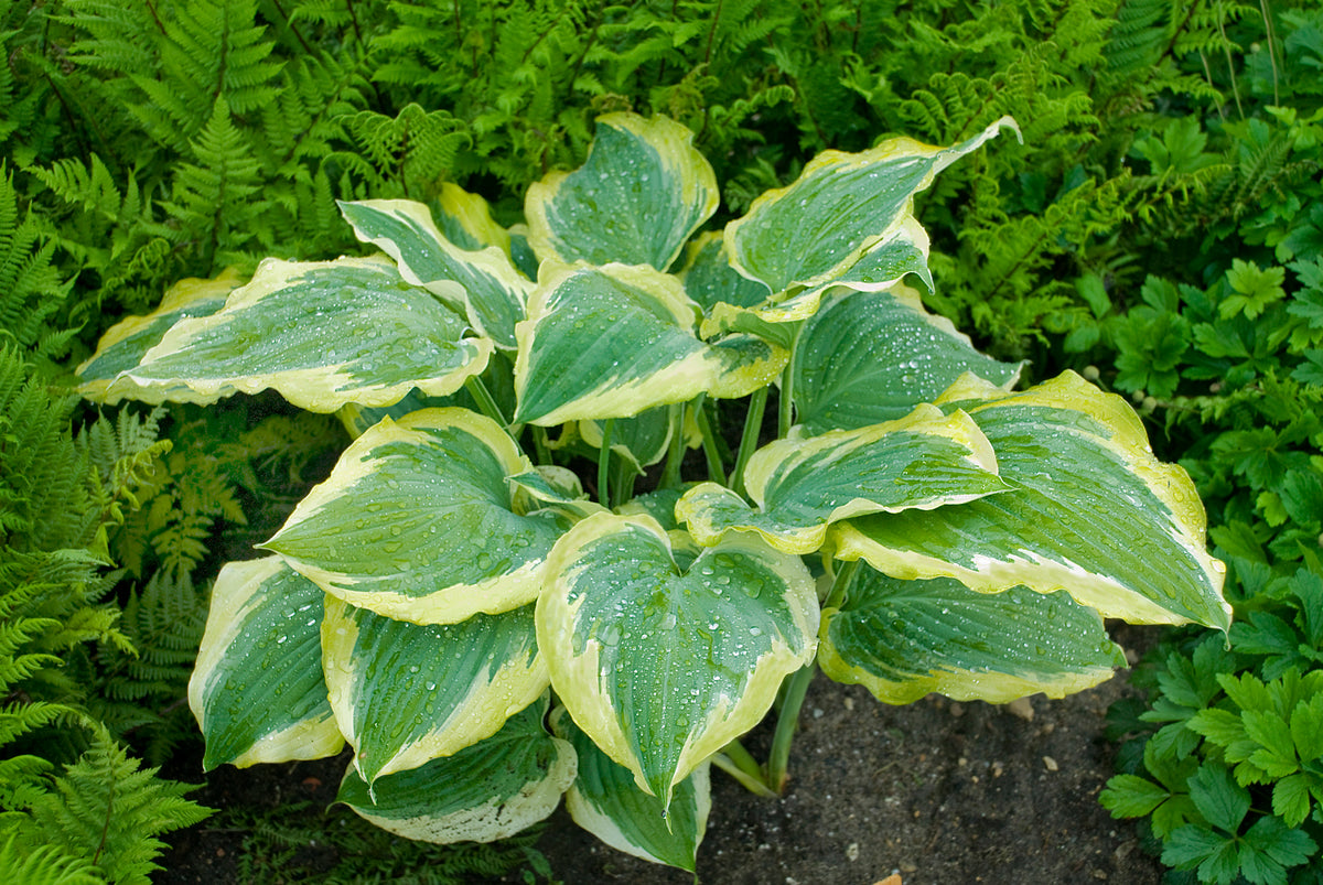 Seducer® Hosta (Hosta 'Seducer')
