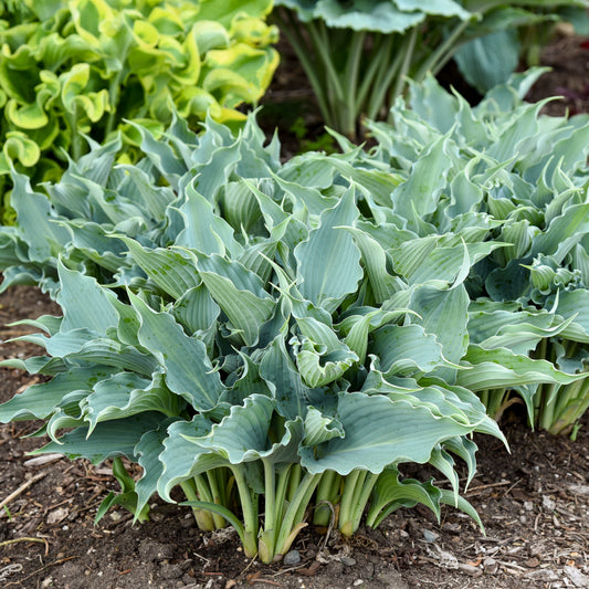 Shadowland® Waterslide | Hosta