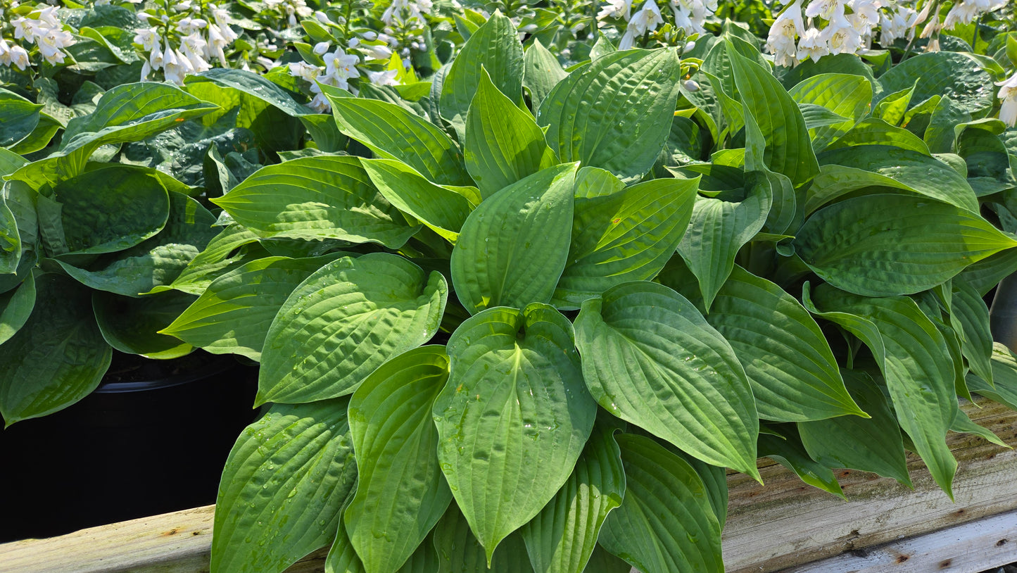 Elegans | Hosta