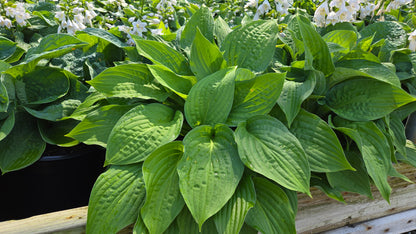 Elegans | Hosta