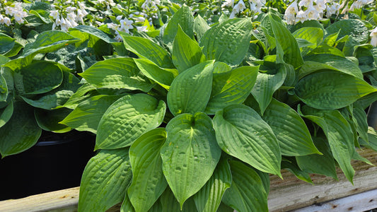 Elegans | Hosta