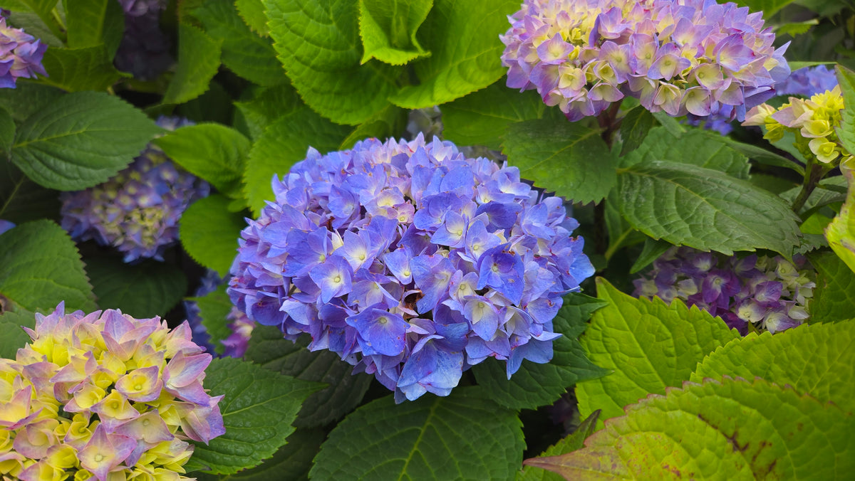 Let's Dance® Rhythmic Blue Mophead Hydrangea (Hydrangea m l.d. 'Rhythmic Blue')