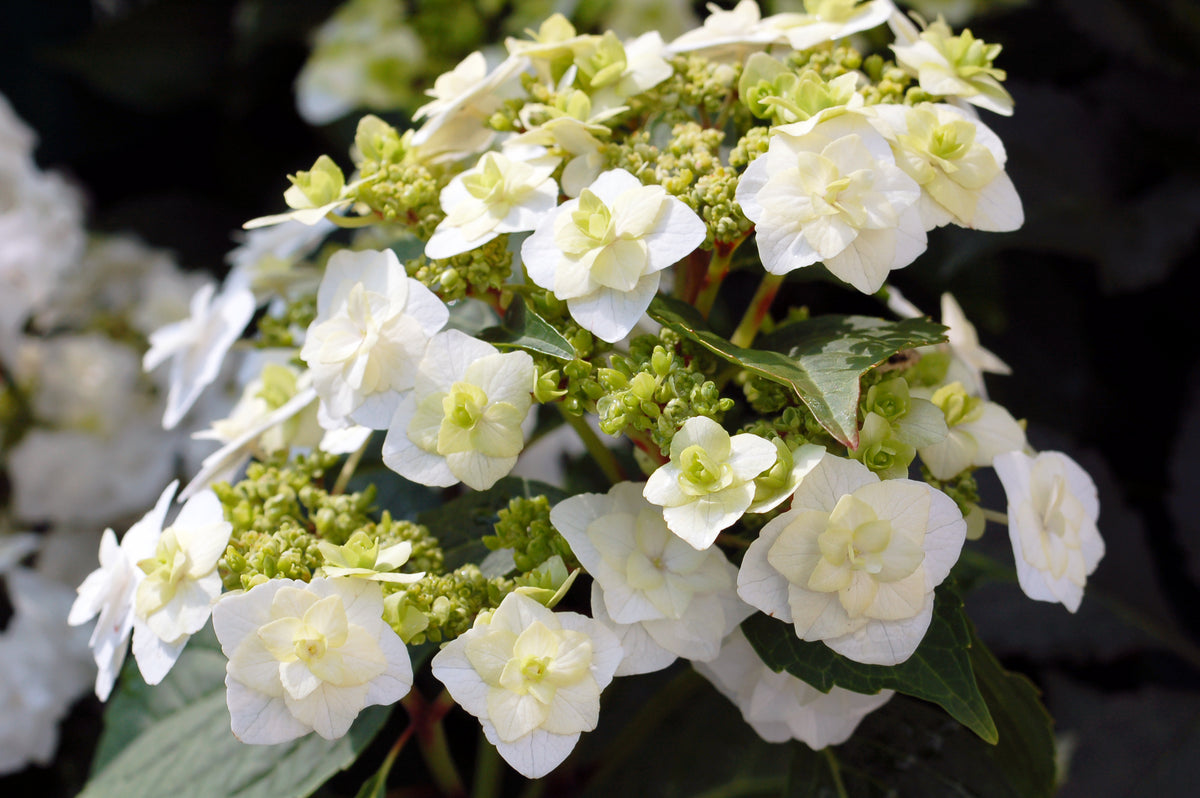 Wedding Gown Mophead Hydrangea - photo 2