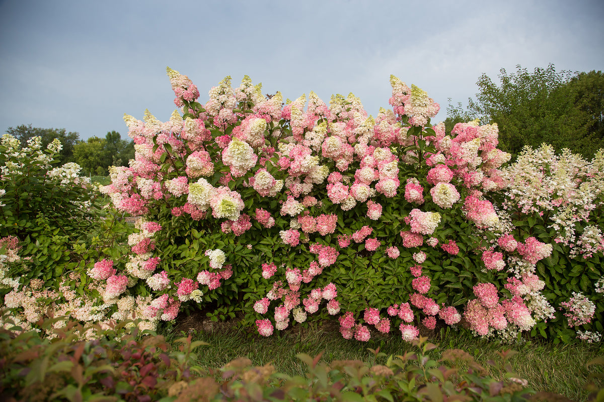 Berry White Panicle Hydrangea (Hydrangea pan. 'Berry White')