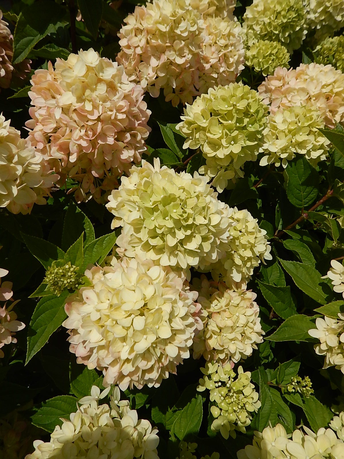 Little Lime® Panicle Hydrangea (Hydrangea pan. 'Little Lime')
