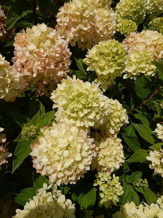Little Lime® Panicle Hydrangea (Hydrangea pan. 'Little Lime')