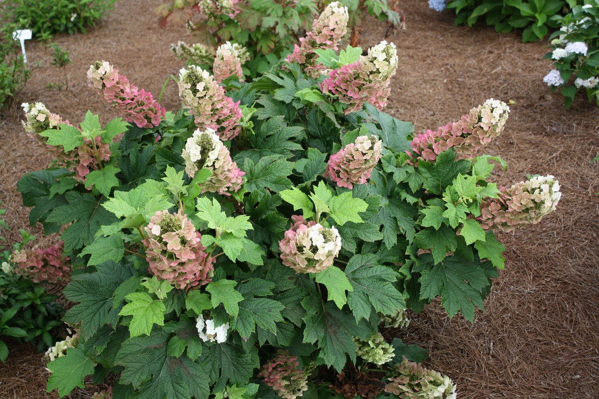 Jetstream | Oakleaf Hydrangea
