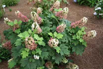 Jetstream | Oakleaf Hydrangea