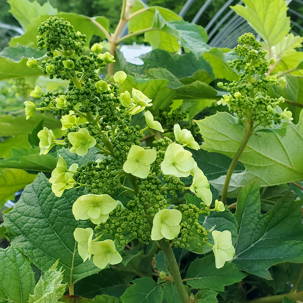 Munchkin | Oakleaf Hydrangea