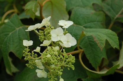 Snow Queen Oakleaf Hydrangea - photo 2