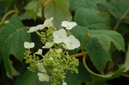 Snow Queen Oakleaf Hydrangea - photo 2