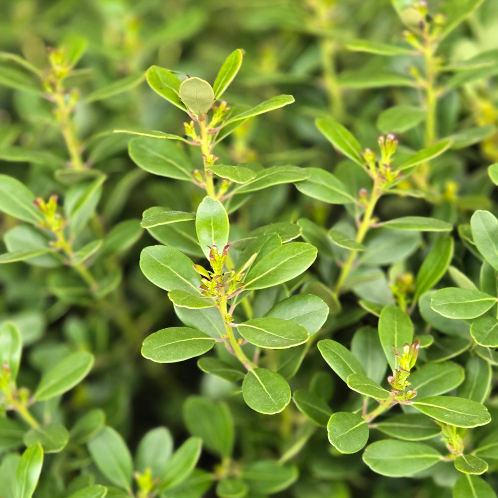 Compact Japanese Holly