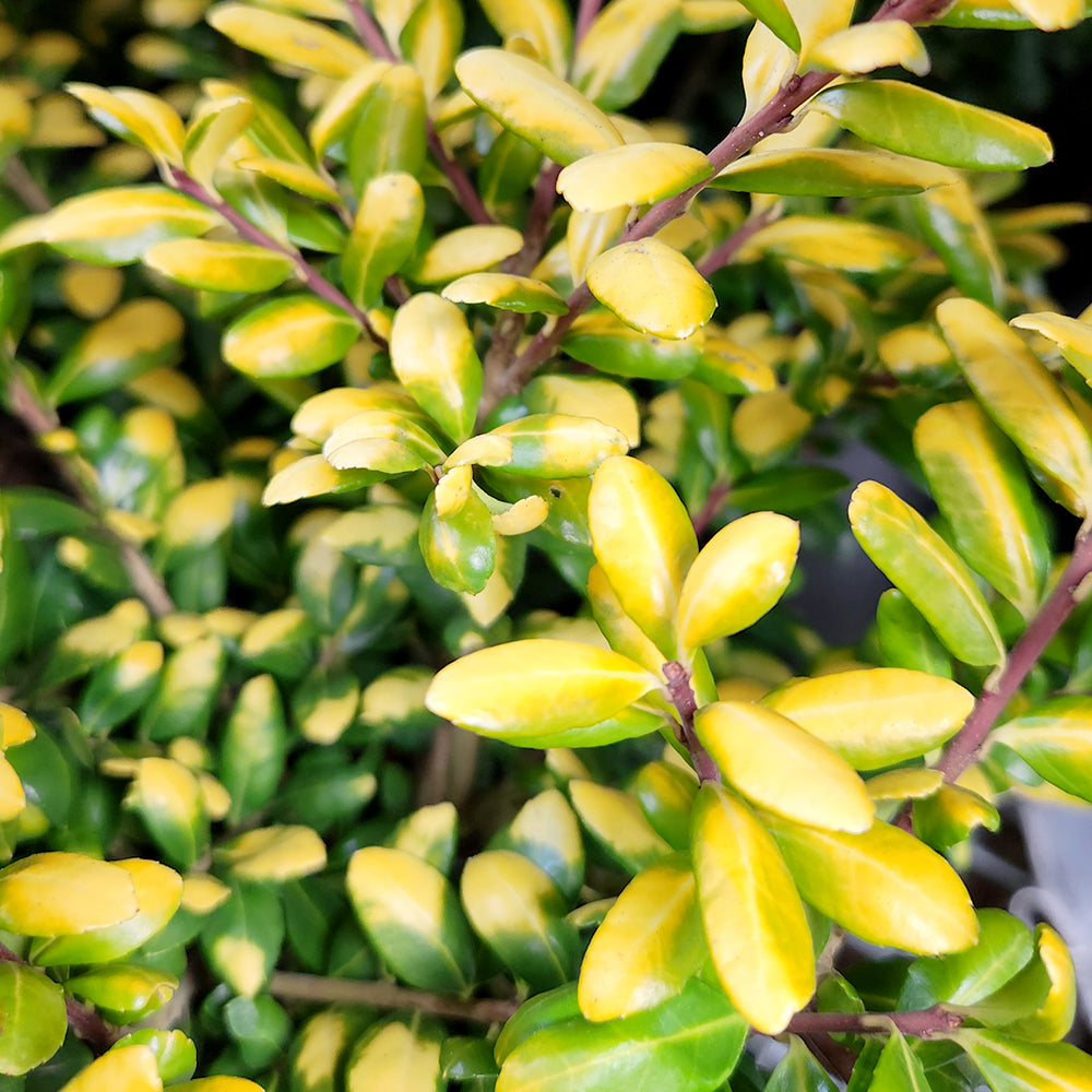 Drops of Gold | Japanese Holly