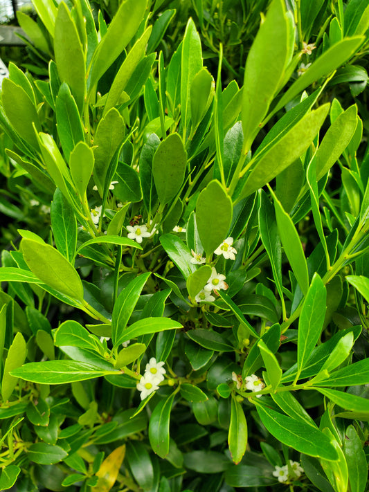 Shamrock Holly (Ilex glabra 'Shamrock')