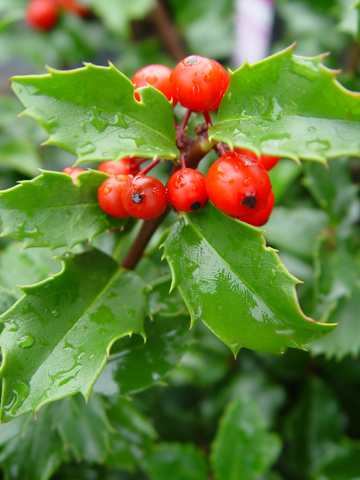 Blue Princess Holly (Ilex x meserveae 'Blue Princess')
