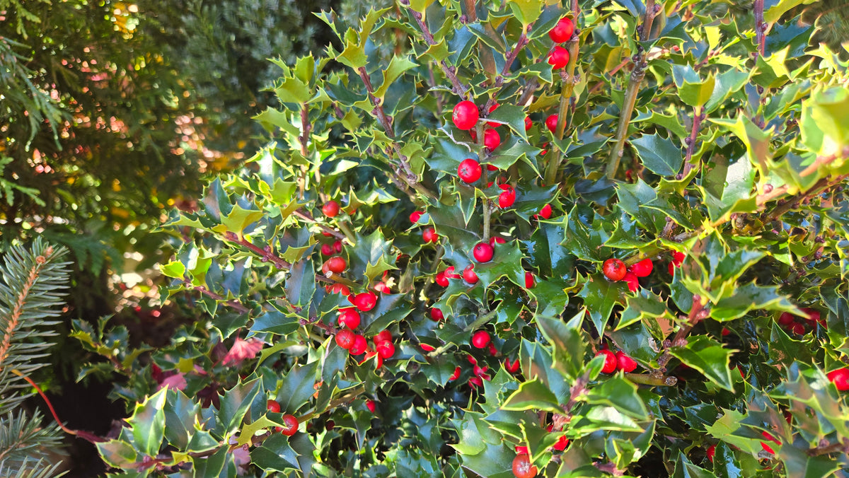 Red Beauty® | Blue Holly