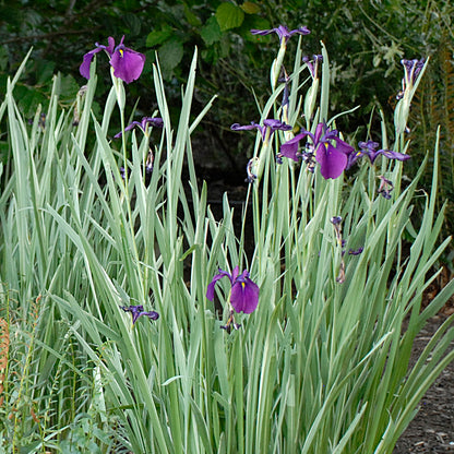 Japanese Variegated Iris