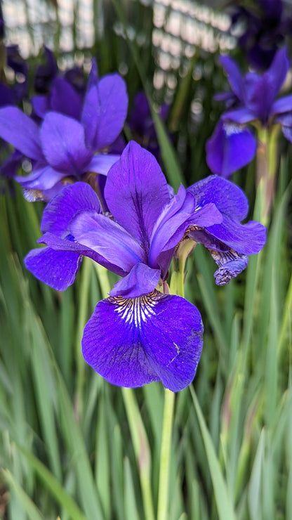 Caesar’s Brother Siberian Iris (Iris sibirica 'Caesar's Brother')