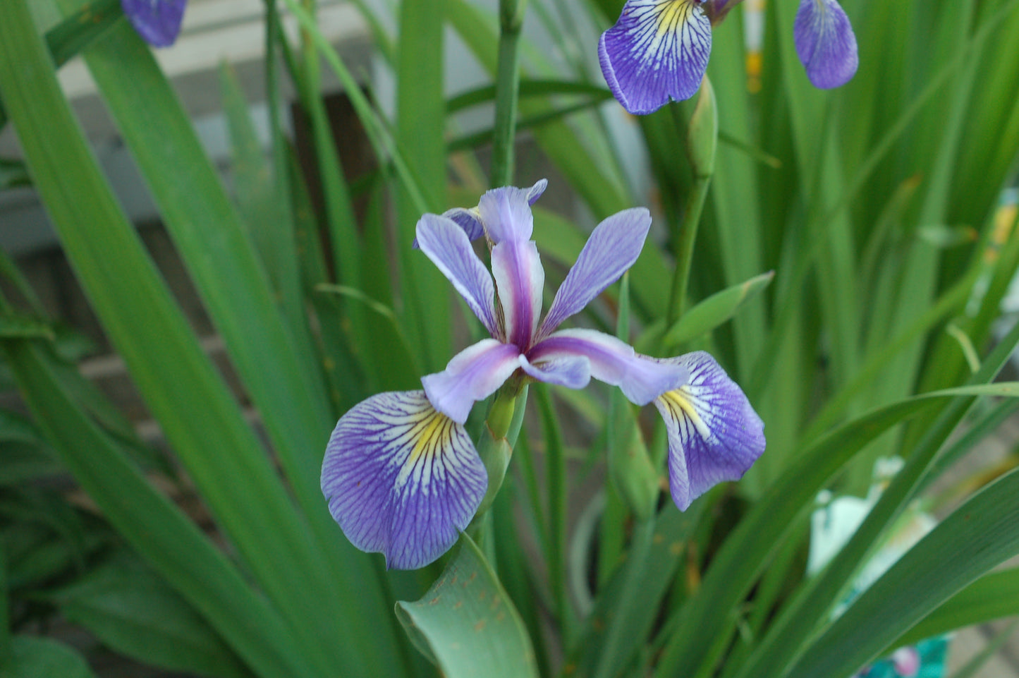 Blue Flag Iris