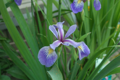 Blue Flag Iris