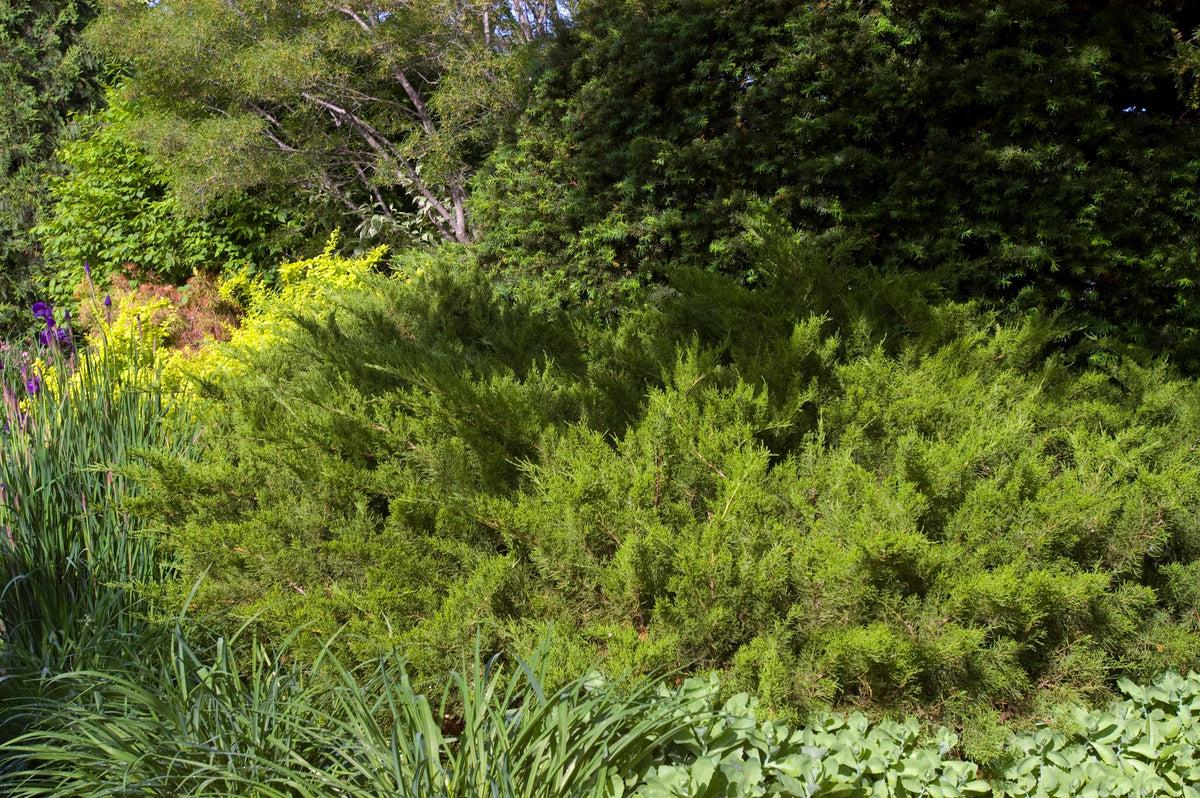 Sea Green Juniper (Juniperus chinensis 'Sea Green')