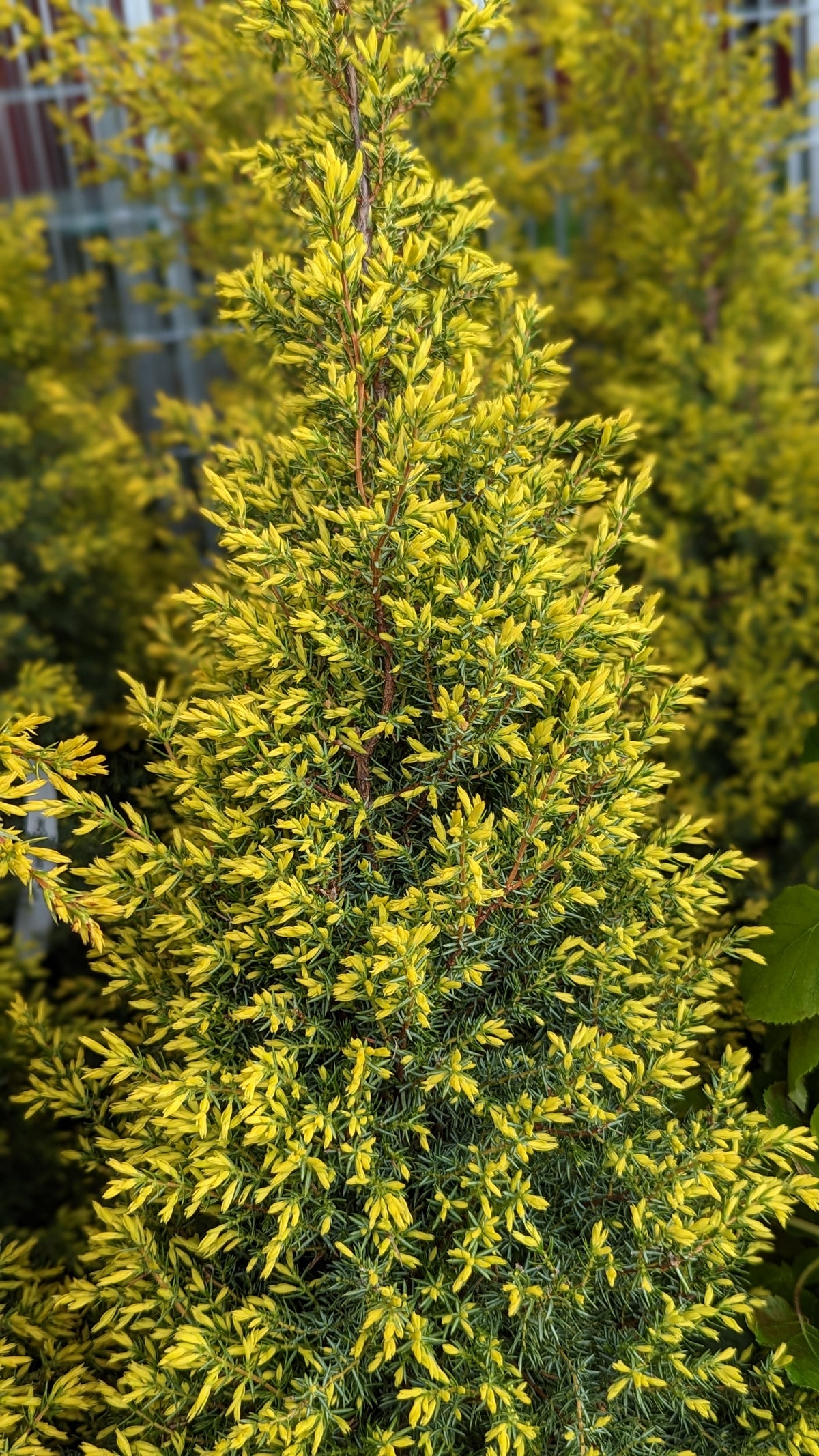 Gold Cone Juniper (Juniperus communis 'Gold Cone')