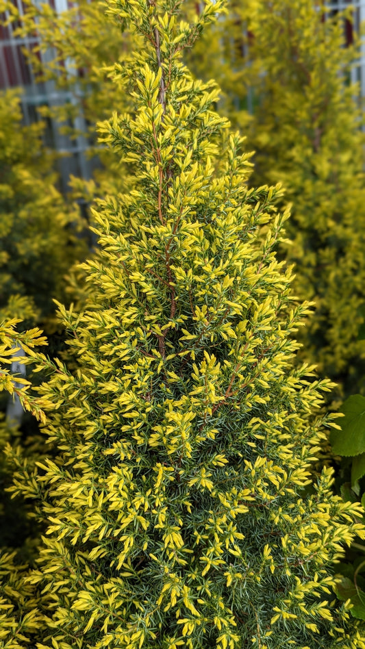 Gold Cone Juniper (Juniperus communis 'Gold Cone')
