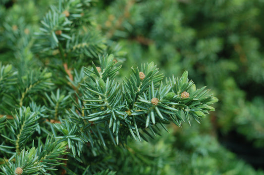 Blue Pacific Juniper (Juniperus conferta 'Blue Pacific')