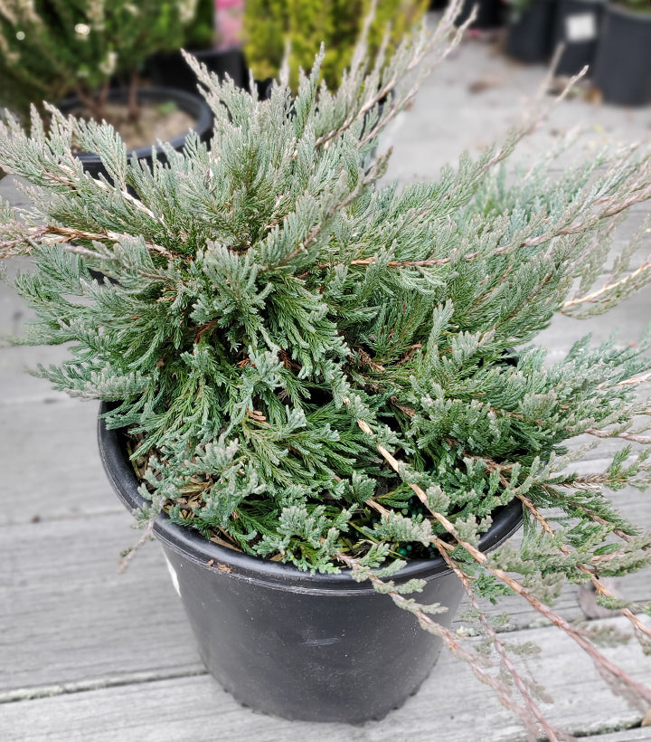 Bar Harbor Juniper (Juniperus horizontalis 'Bar Harbor')