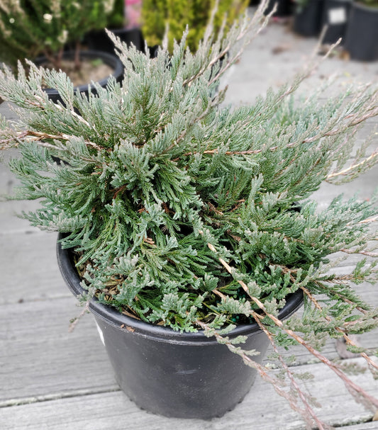 Bar Harbor Juniper (Juniperus horizontalis 'Bar Harbor')