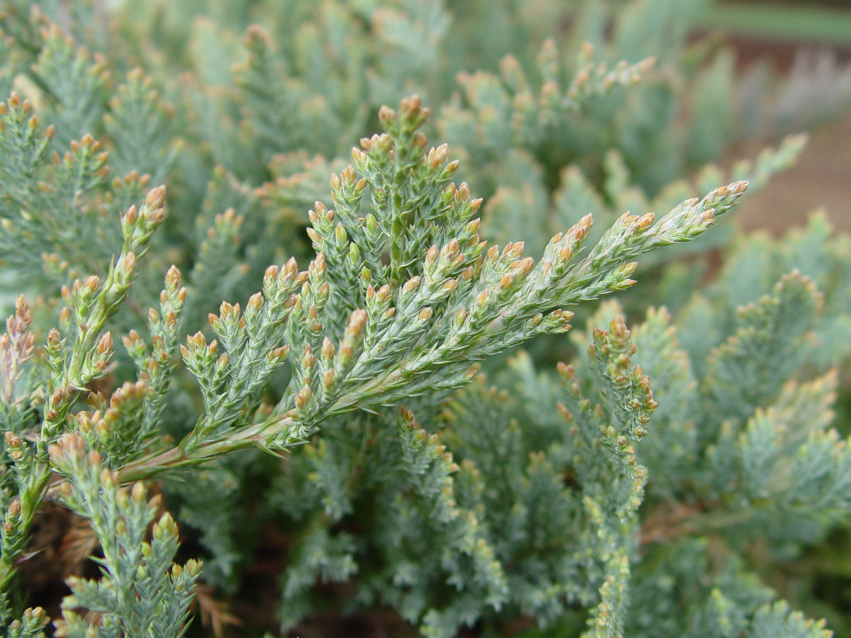 Blue Chip Juniper (Juniperus horizontalis 'Blue Chip')