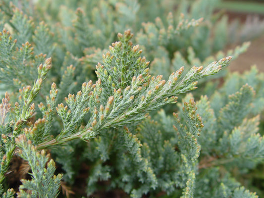Blue Chip Juniper (Juniperus horizontalis 'Blue Chip')