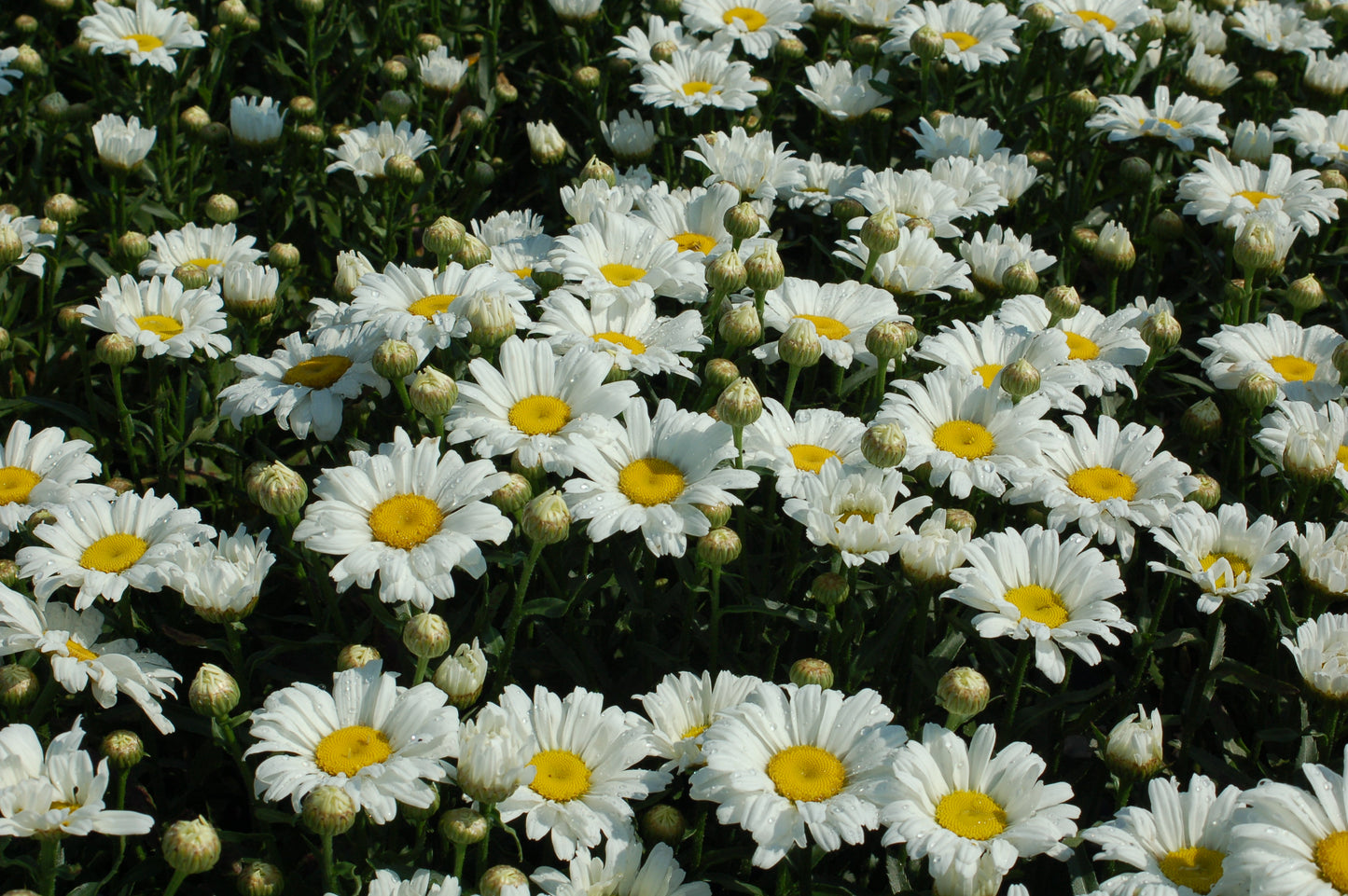 Amazing Daisies® Daisy May | Shasta Daisy