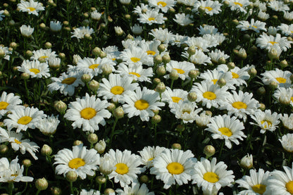 Amazing Daisies® Daisy May | Shasta Daisy