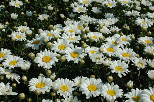 Amazing Daisies® Daisy May Shasta Daisy (Leucanthemum amazing daisies 'Daisy May')