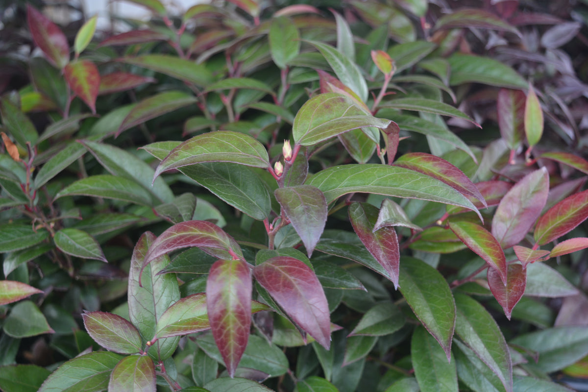 Coastal Leucothoe (Leucothoe axillaris)