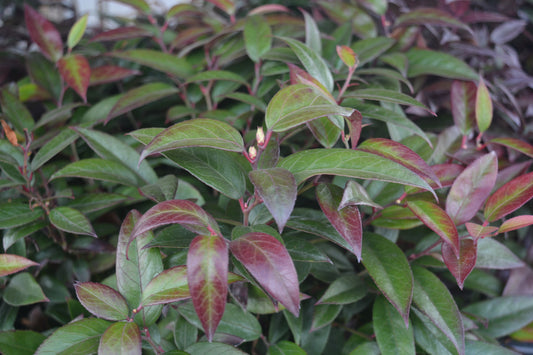 Coastal Leucothoe (Leucothoe axillaris)