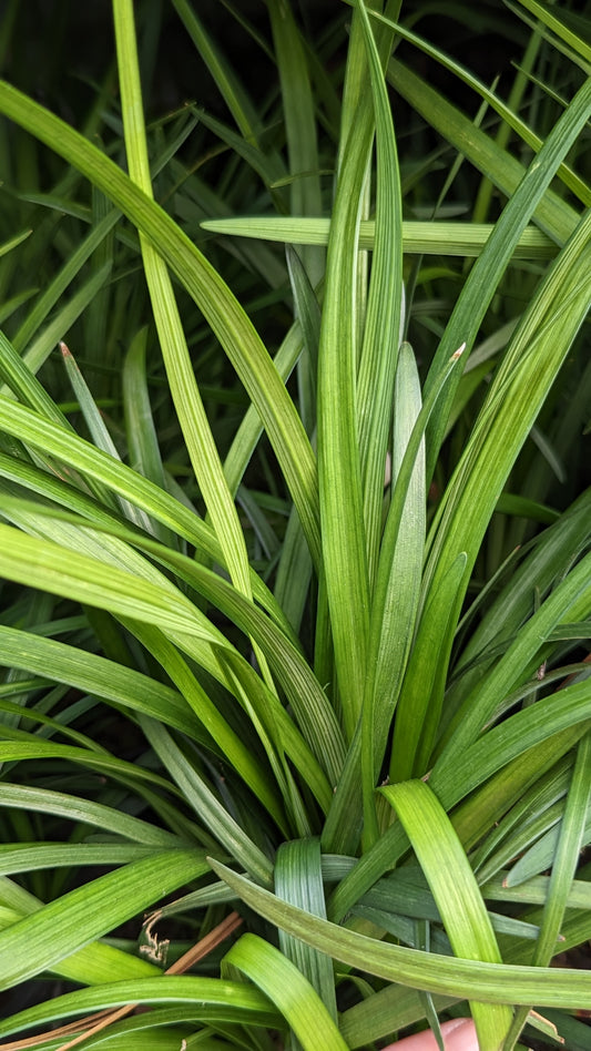 Lilyturf (Liriope spicata)